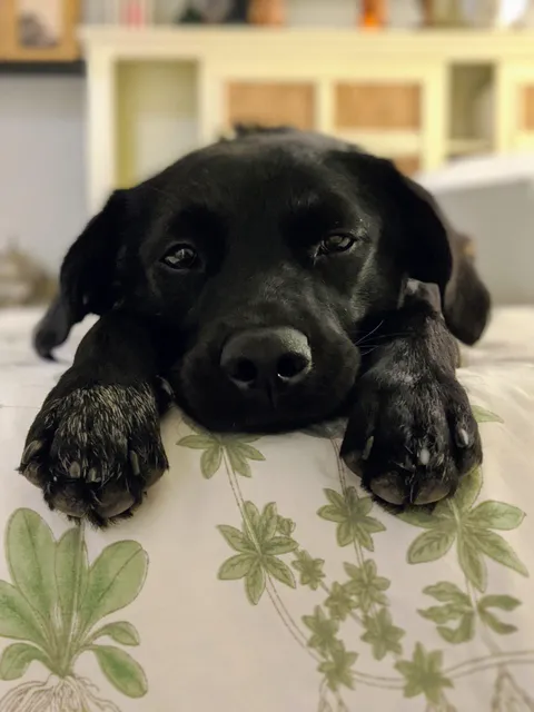 Sweet Dee coming to terms with being adopted into a home with 3 cats