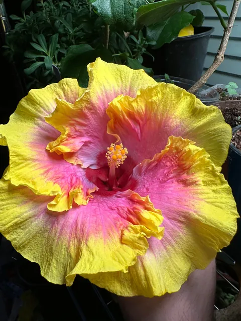 Pink Lemonade Hibiscus