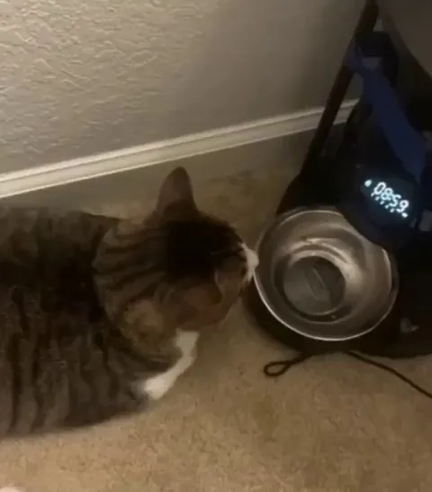 The cat figured out that his automatic feeder goes off at 9AM. He now waits by it for his breakfast every morning.