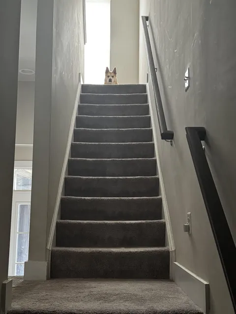 Biscuit judging from the top of the stairs