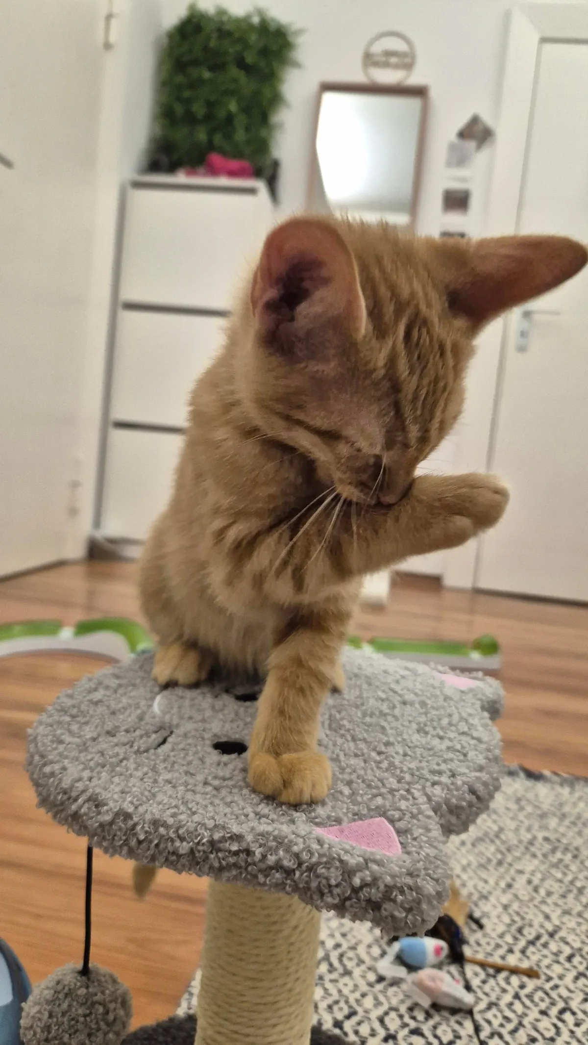 My girl Peanut - seems she is mostly growing her ears at the moment