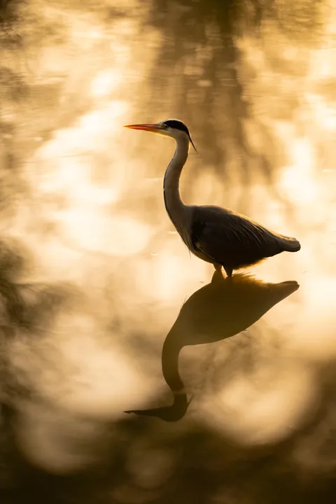A Grey Heron in water
