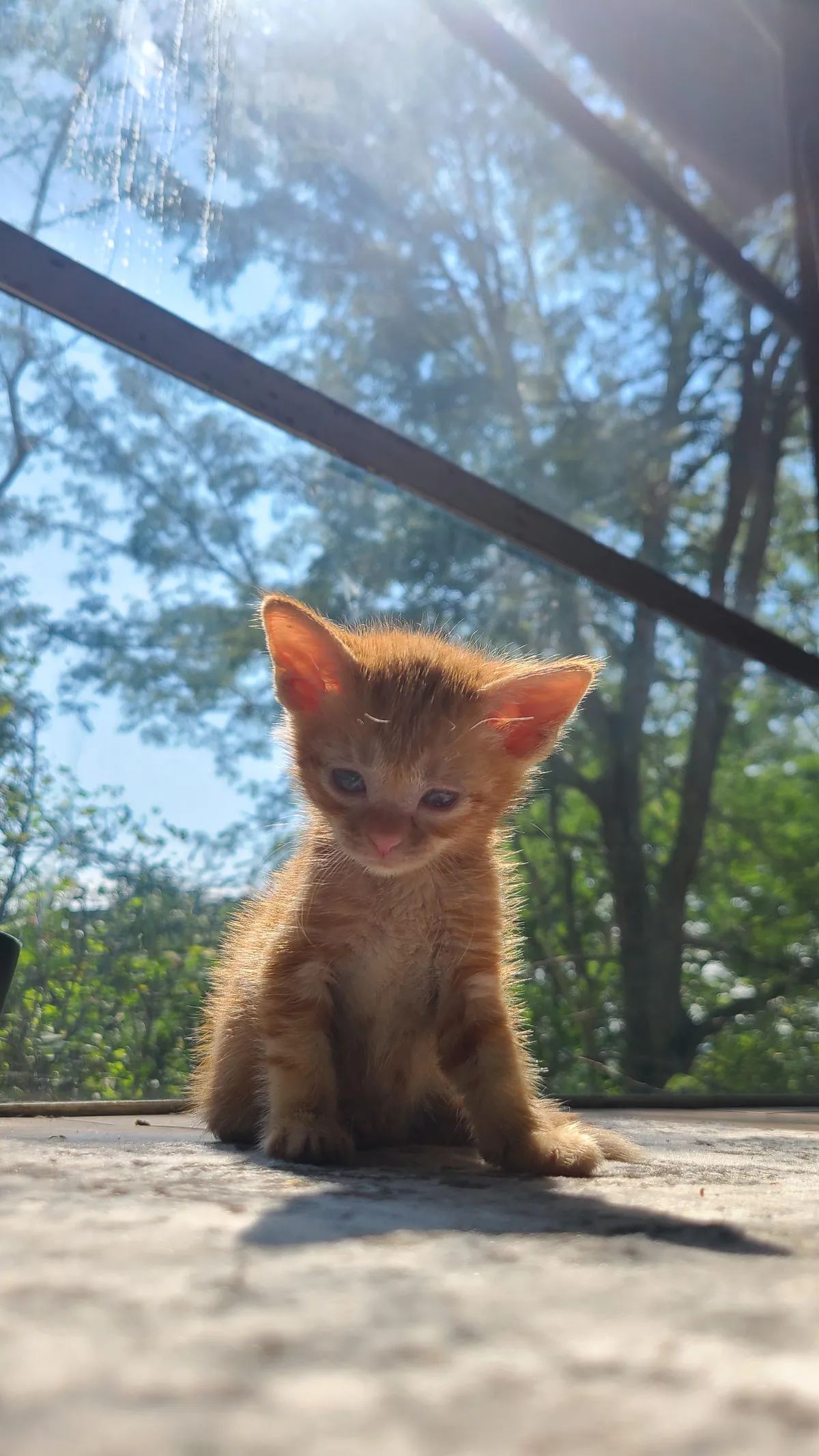 My rescue baby, Juju.