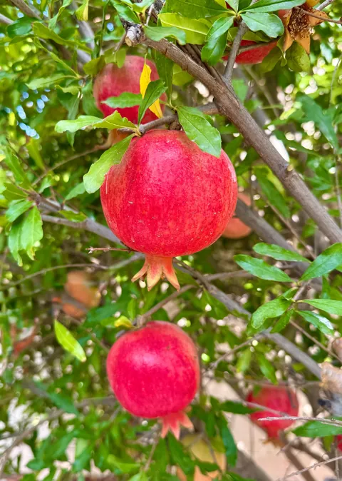 My pomegranates are coming in nicely; don’t they look like red glass ornaments up on a christmas tree? :)  (Zone 9b)