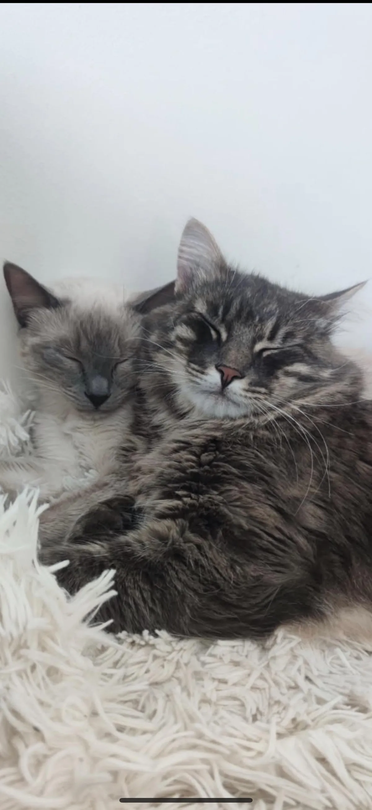 It took months of slow introductions and tiny steps… but moments like this make it all worth it.