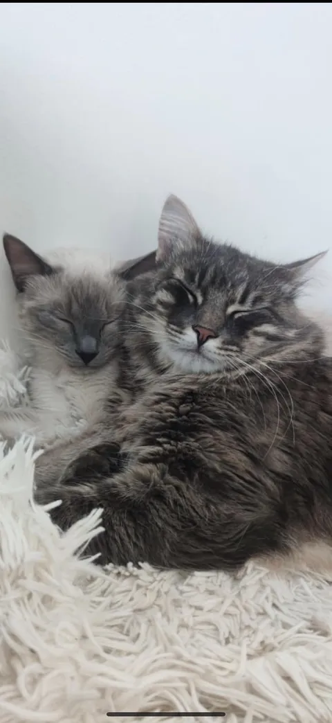 It took months of slow introductions and tiny steps… but moments like this make it all worth it.