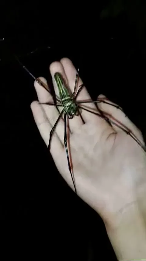 I found a Nephila Pilipes, the giant silk orb weaver spider!