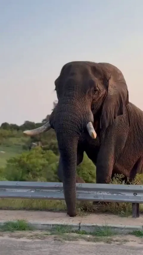 🔥 Elephant gently dongs a rail-guard as it crosses a road 