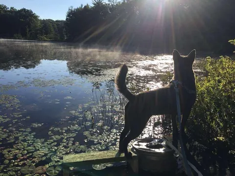 A wonderful Fern (fka Lilly) update. Seeing her thrive with the family who found her through my posts makes me so happy.