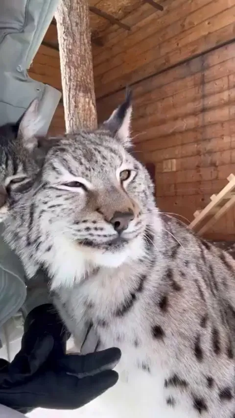 Lynx with its cat friend.