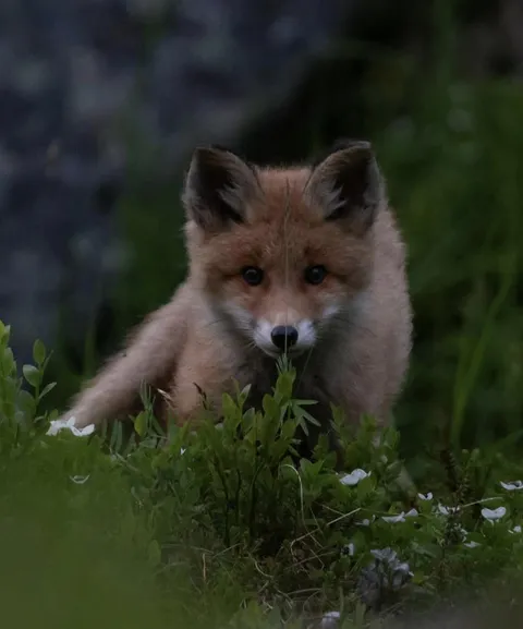 🔥 I have a fox family living near my summer cabin, and my aunt was lucky enough to get a picture of one of the pups