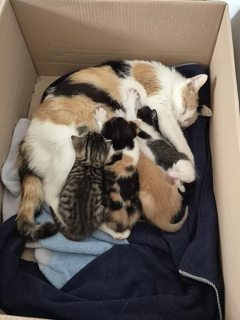 Mamma and her babies