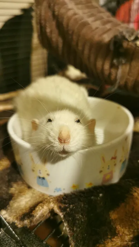 My boy Manki turned from black to white (ignore his big feet)