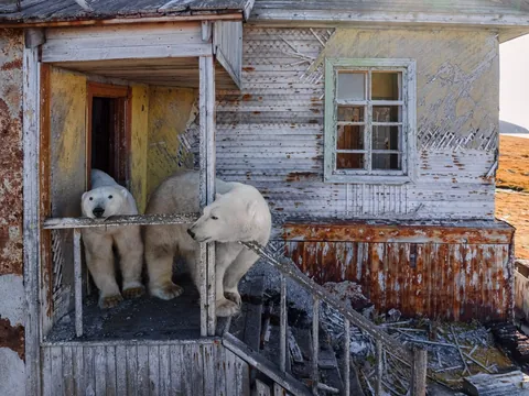 Polar bears captured on camera inhabiting old Russian research station (from Associated Press)