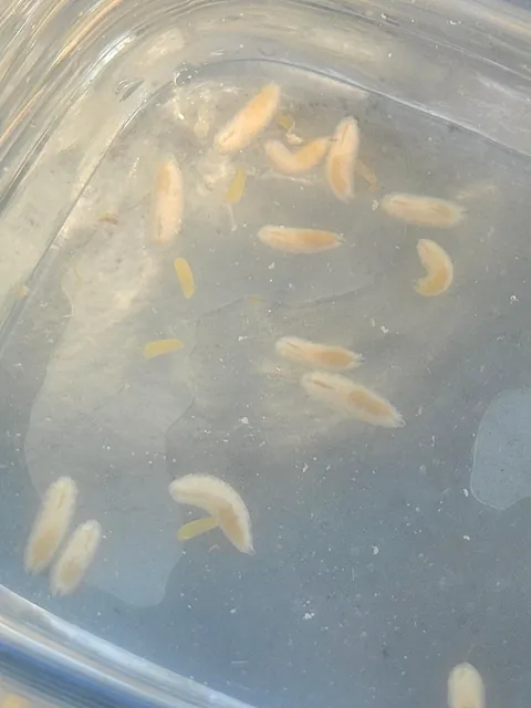 3rd update to parasite filled mantis!