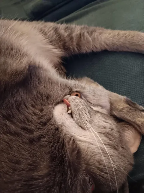 Poor baby fell asleep mid-mlem