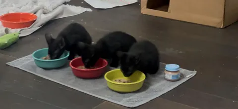 I just took in three feral black kittens