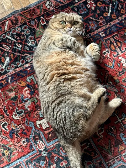 My fat  lovely girl