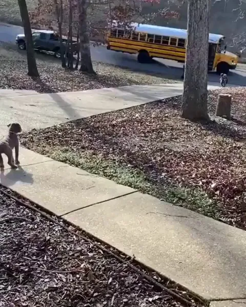 Favourite part of his day when the school bus arrives
