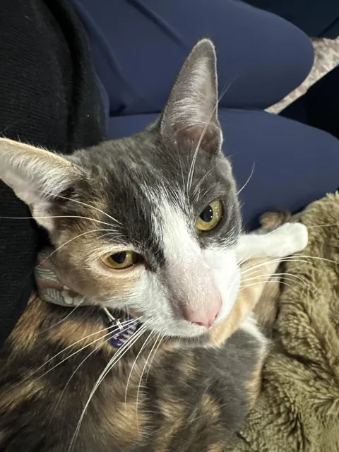 I love my cat, but I feel like it was wrong of me to choose such an adoptable one