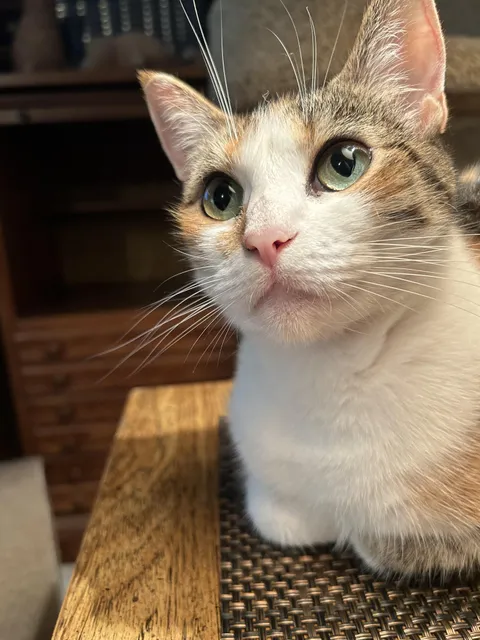 I love this pic. Post the most fave cat pics you’ve ever taken