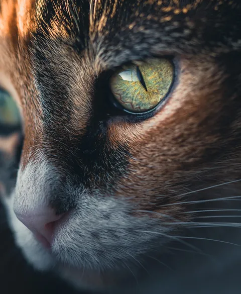 ITAP of my cat Pip with my Macro lens