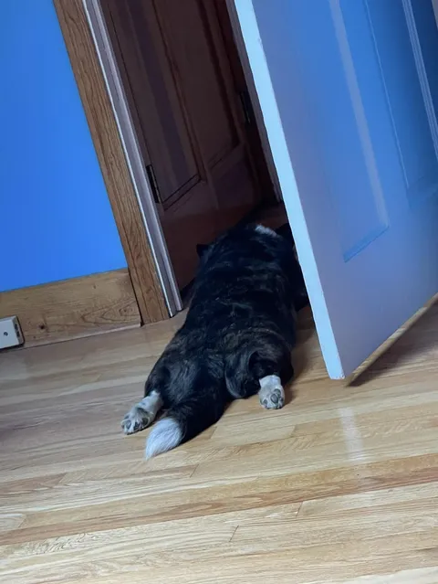 My mother’s fancy rug!  It has feet.