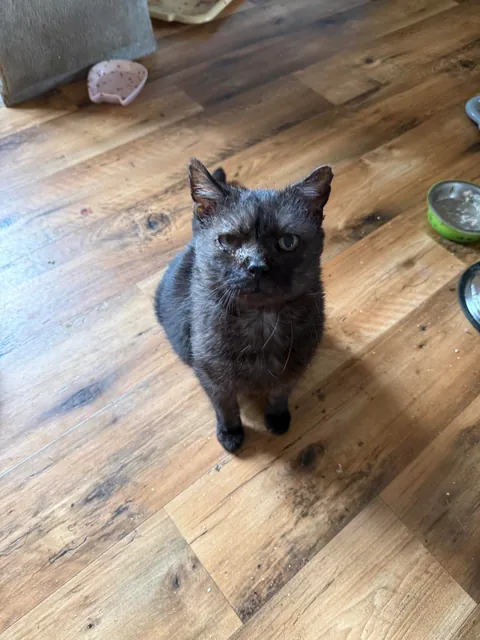 I spent Easter Monday at the cat hospice and have no regrets