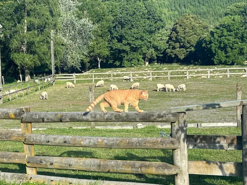 Poet doing her daily farmer rounds 👩‍🌾🐑