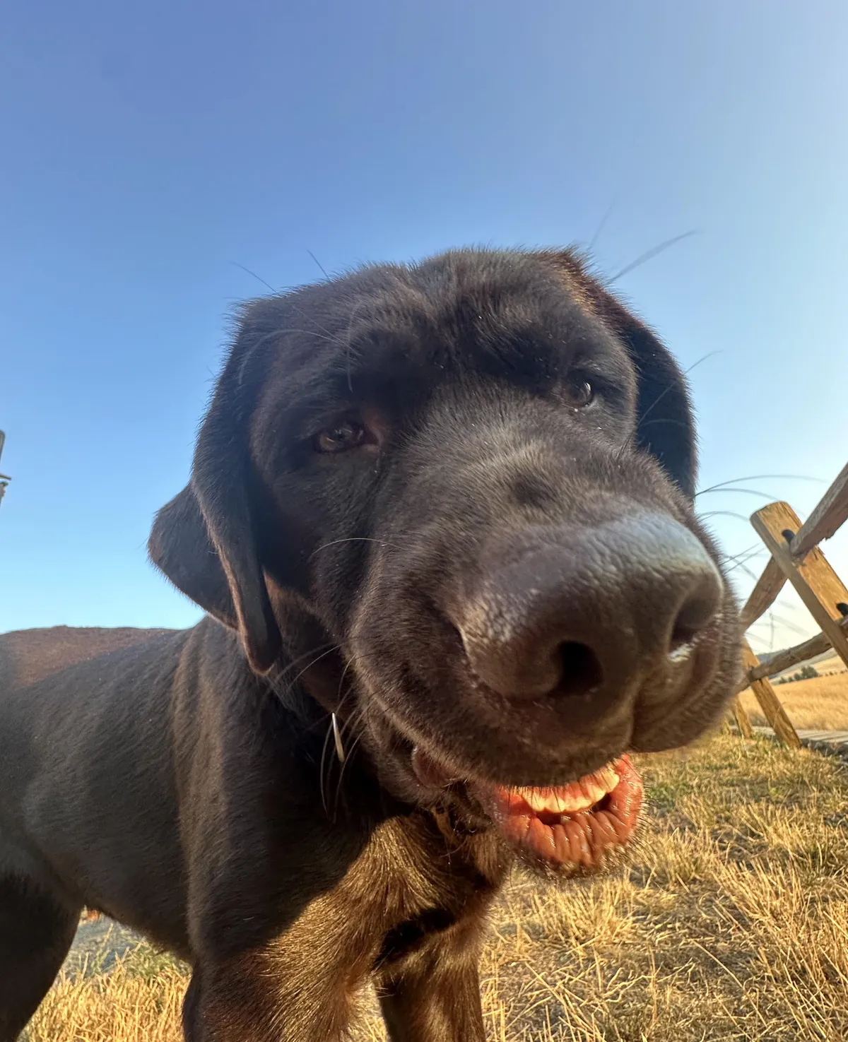 Here is a baffling image of my dad's dog that I took