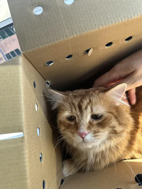 I’ve felt a void in my life ever since my cat passed so I adopted the saddest cat at the shelter