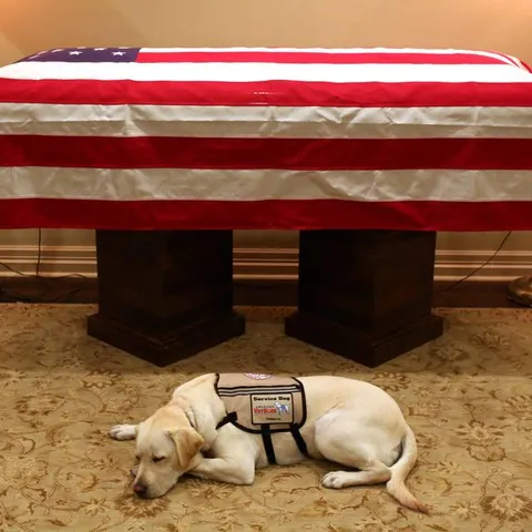 Sully, the service dog of former U.S. President George H.W. Bush, lying in front of his casket.