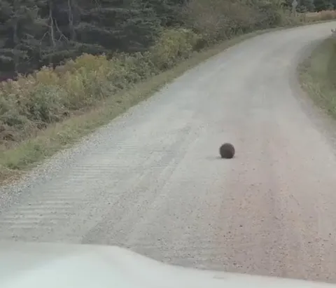 🔥 A little porcupette crossing a dirt road