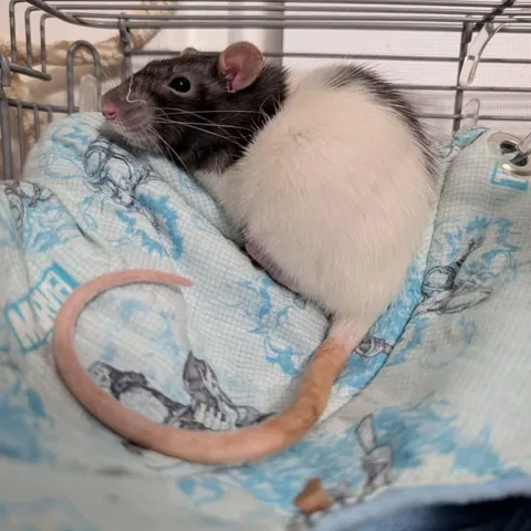 Holly was brought to a Christmas party as a white elephant gift