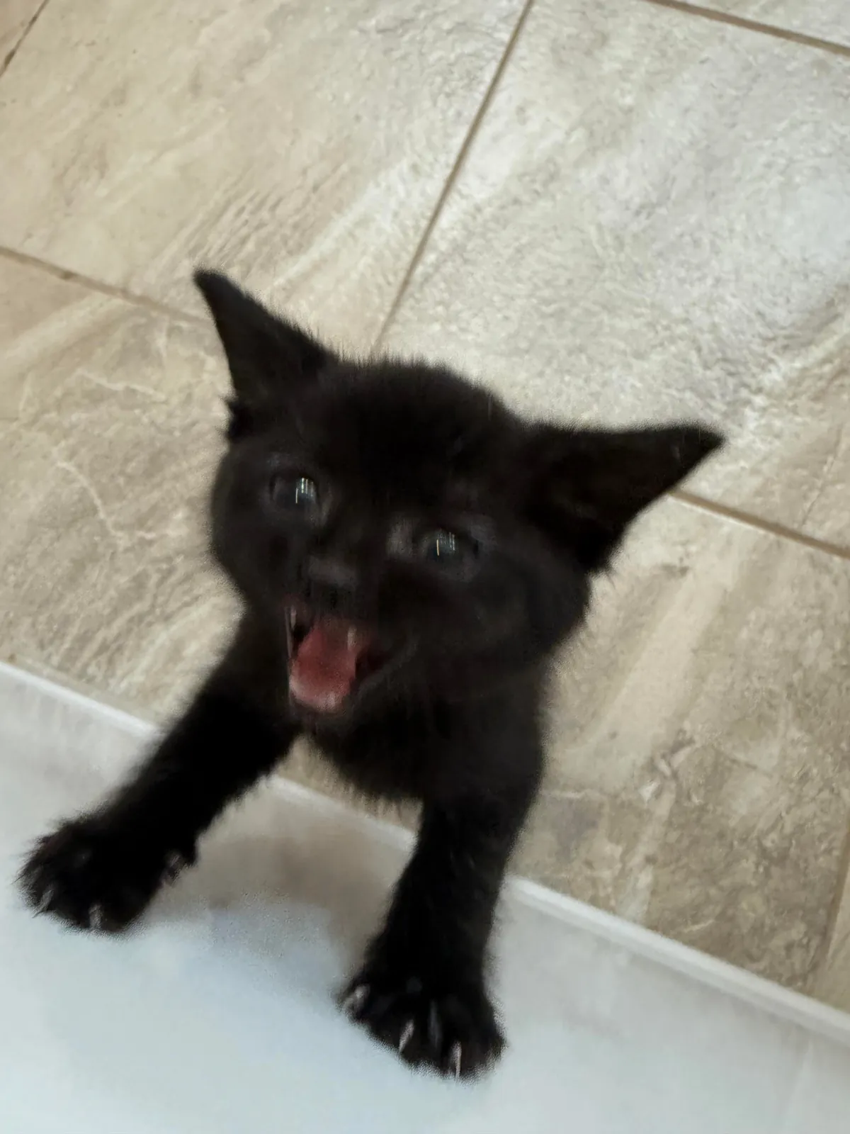 Bobbi has never in her 7 months of life let her hatred of water get in the way of her clinginess.