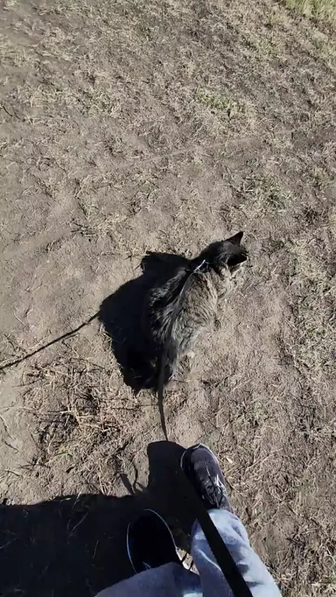 What a Dirty Derp! For some reason on our walks, this guy loves to roll in the dirt. It's gross.