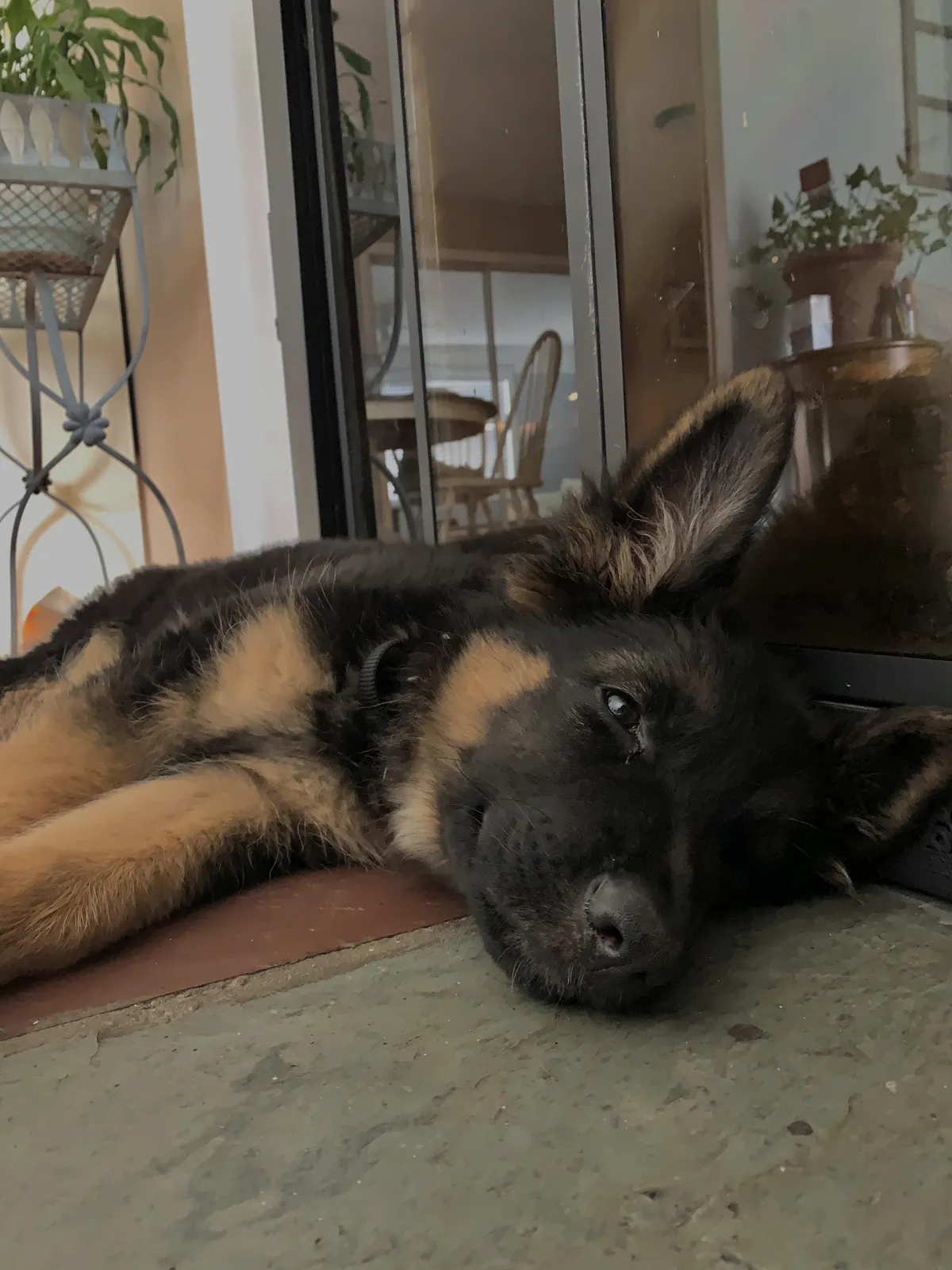 Puppy shepherd likes the cold tile