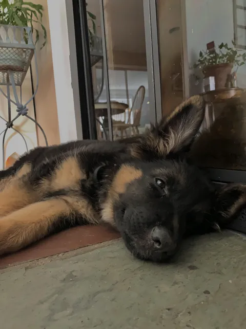 Puppy shepherd likes the cold tile