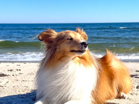 ITAP of dog at beach