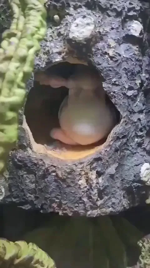 He looks like he’s gonna grant you a wish 🐸