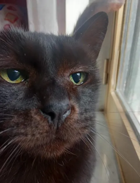 guys why is my cat low-key ugly