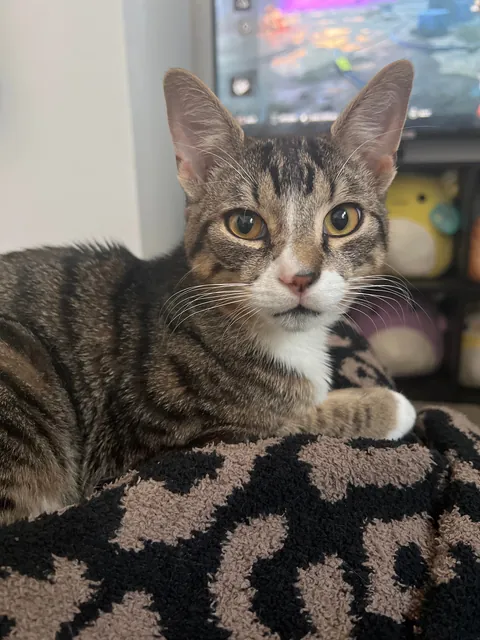 my newest tattoo, i’m absolutely in love lol