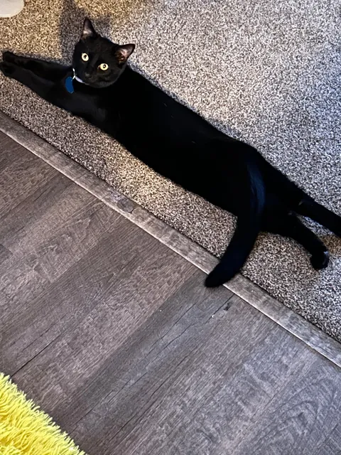 He always lays like this