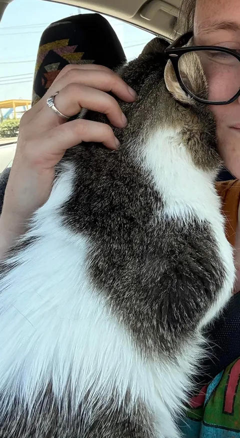 Slowly adopted by a stray