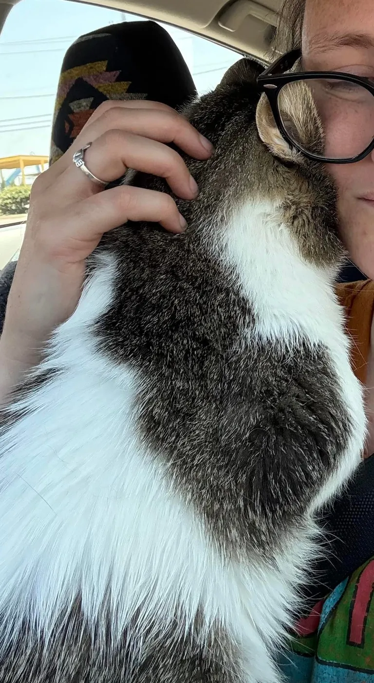 Slowly adopted by a stray