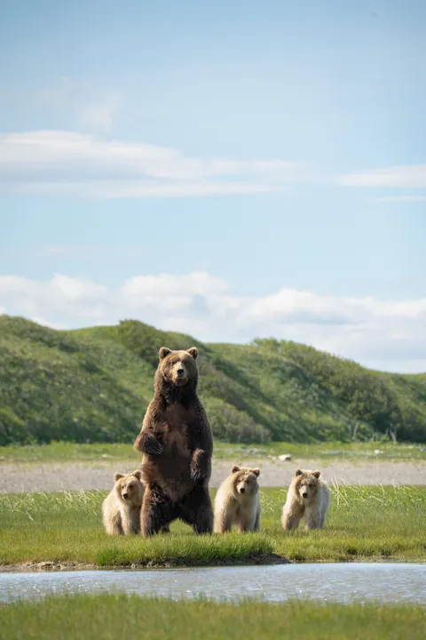 Bears and views in Alaska, June 2025