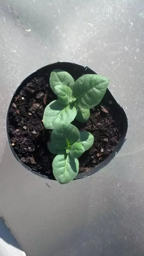 Backyard tobacco, thinking about trying again this year