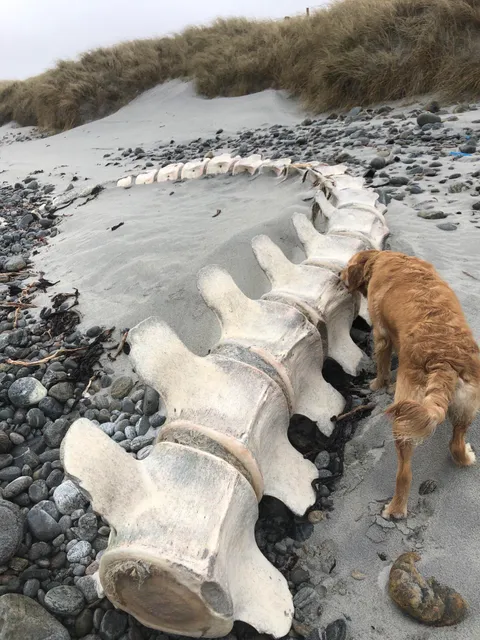 washed up whale spine