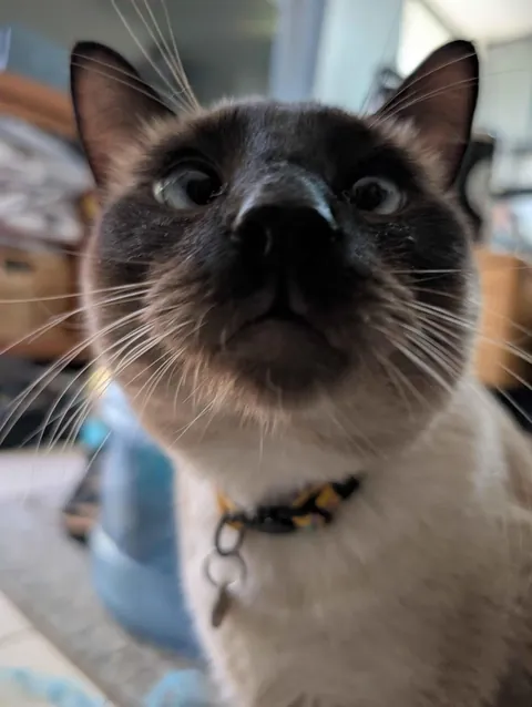 He was left in the toaster a little too long.