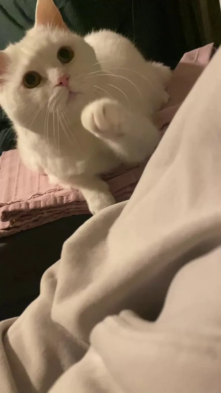 Holly gently asking for pets (yes, it works)